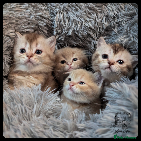 Scottish Fold cats - Advert 2