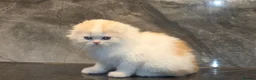 Scottish Fold cats for sale: Eight wee wonders seek mum/dad - Advert 5