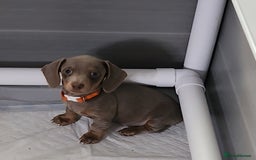 Miniature Dachshund dogs for sale: 🩷1 PETITE BABY LEFT💜READY TODAY HAD BOTH JABS 🩷 in Chorley - Image 16