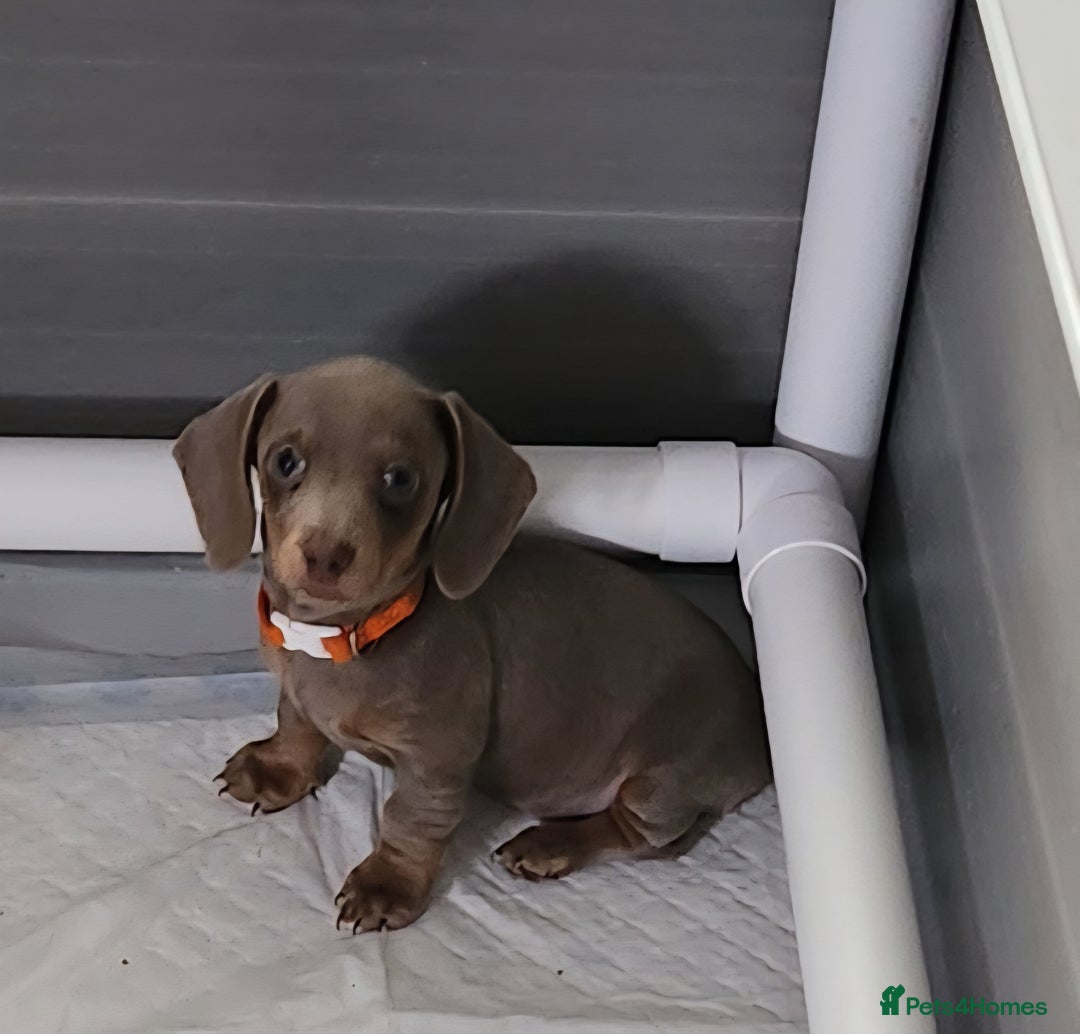 Miniature Dachshund dogs for sale: 🩷1 PETITE BABY LEFT💜READY TODAY HAD BOTH JABS 🩷 in Chorley - Image 16