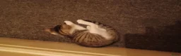 Mixed Breed cats for sale: 5 kittys  - Advert 16