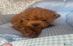 Cavapoo dogs for sale: F1 b cavapoo puppies 🐶  - Image 6