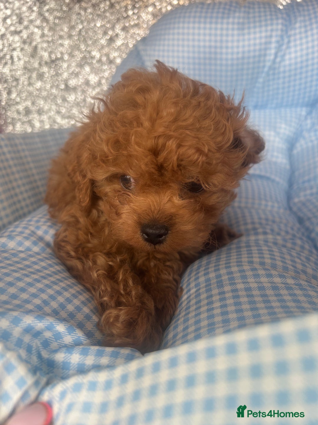 Cavapoo dogs for sale: F1 b cavapoo puppies 🐶  - Image 6
