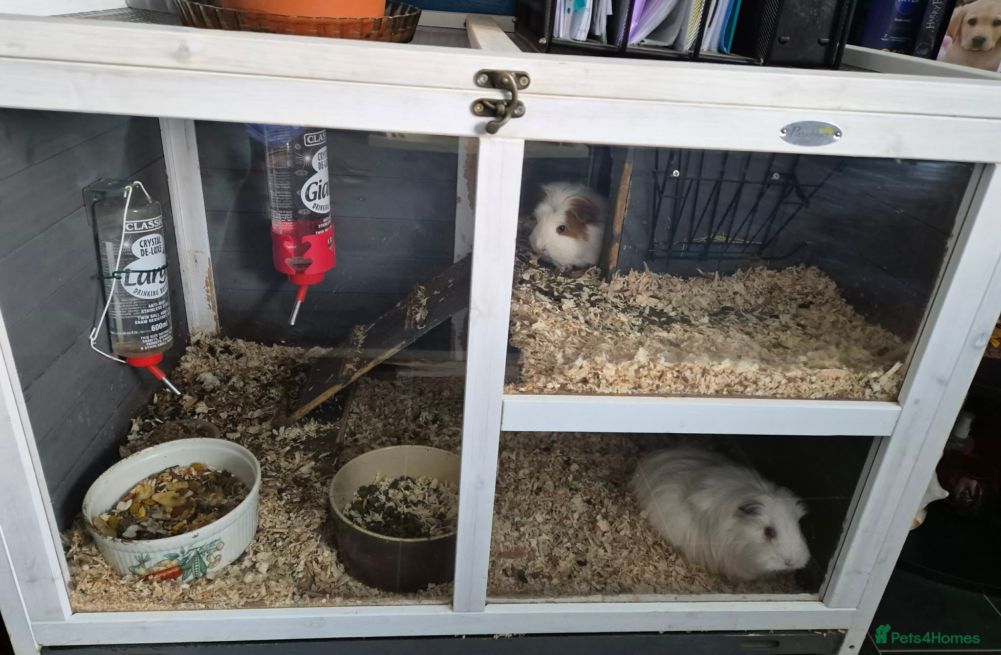 Guinea Pig rodents 2 guinnea pigs with cage  - Advert 3