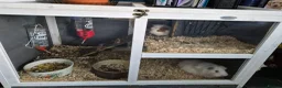 Guinea Pig rodents for sale: 2 guinnea pigs with cage  - Advert 1