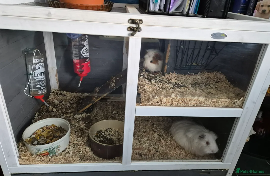 Guinea Pig rodents for sale: 2 guinnea pigs with cage  - Advert 1