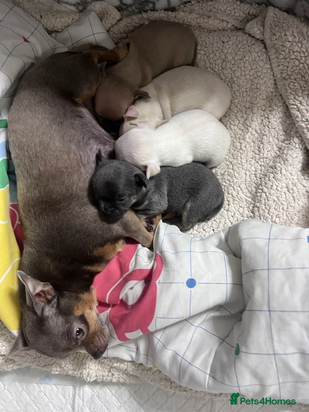 Chihuahua dogs for sale: Short coat chihuahuas available 🐾💓🐶 - Advert 6