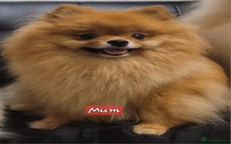 Pomeranian dogs for sale: 🔥XXXS🔥Pomeranian puppies🔥KC reg🔥for sale🔥 - Image 16