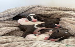 English Bull Terrier dogs for sale: Champion line EBT Puppies - Image 1