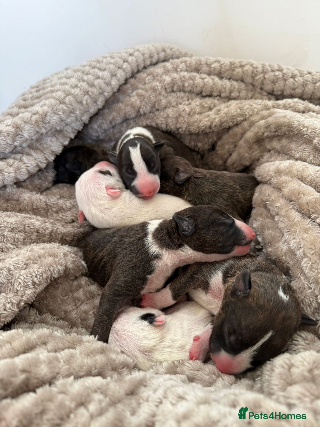 English Bull Terrier dogs for sale: Champion line EBT Puppies - Image 1