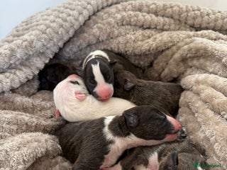 English Bull Terrier dogs - Advert 2