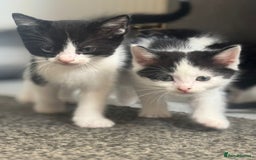 Mixed Breed cats for sale: WHITE and black beautiful kittens. READY NOW - Image 3