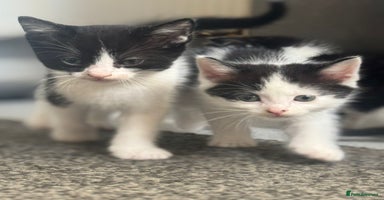 Mixed Breed cats - Advert 15