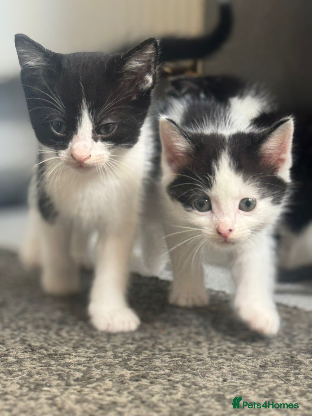 Mixed Breed cats for sale: WHITE and black beautiful kittens. READY NOW - Image 3