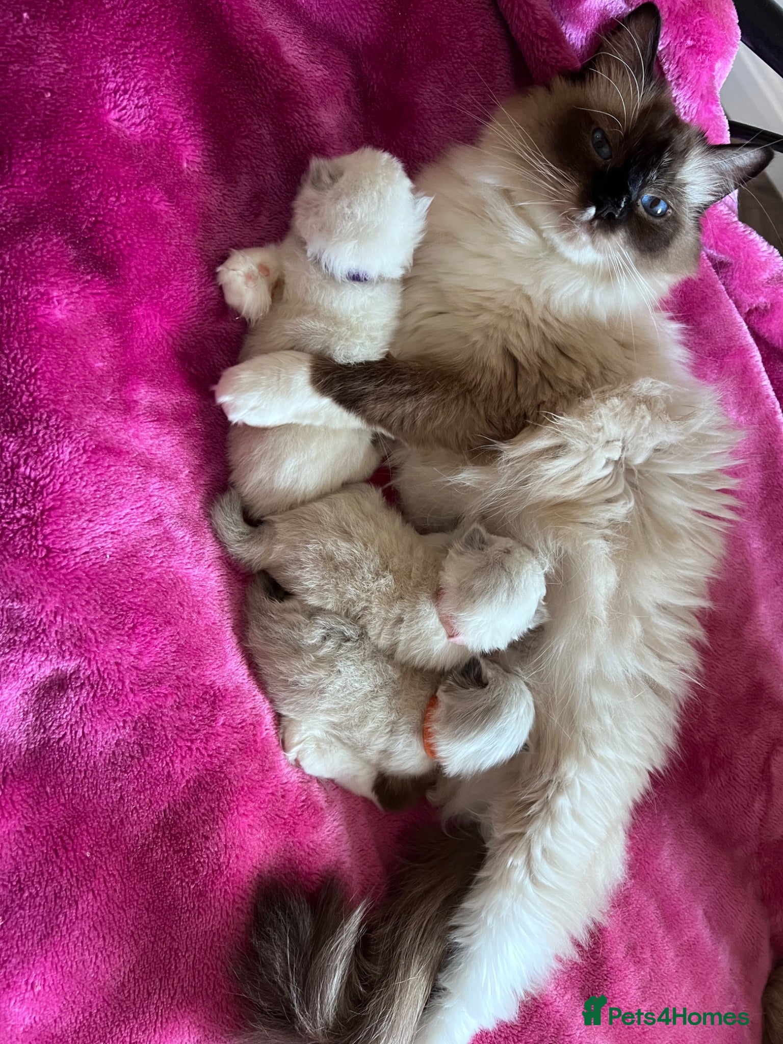 Ragdoll cats GCCF reg. Blue Tabby Colourpoint Ragdoll kitten  - Advert 1