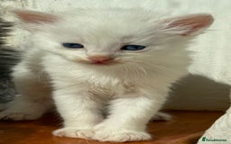 Ragdoll cats for sale: Stunning Ragdoll kittens super affectionate  - Image 13