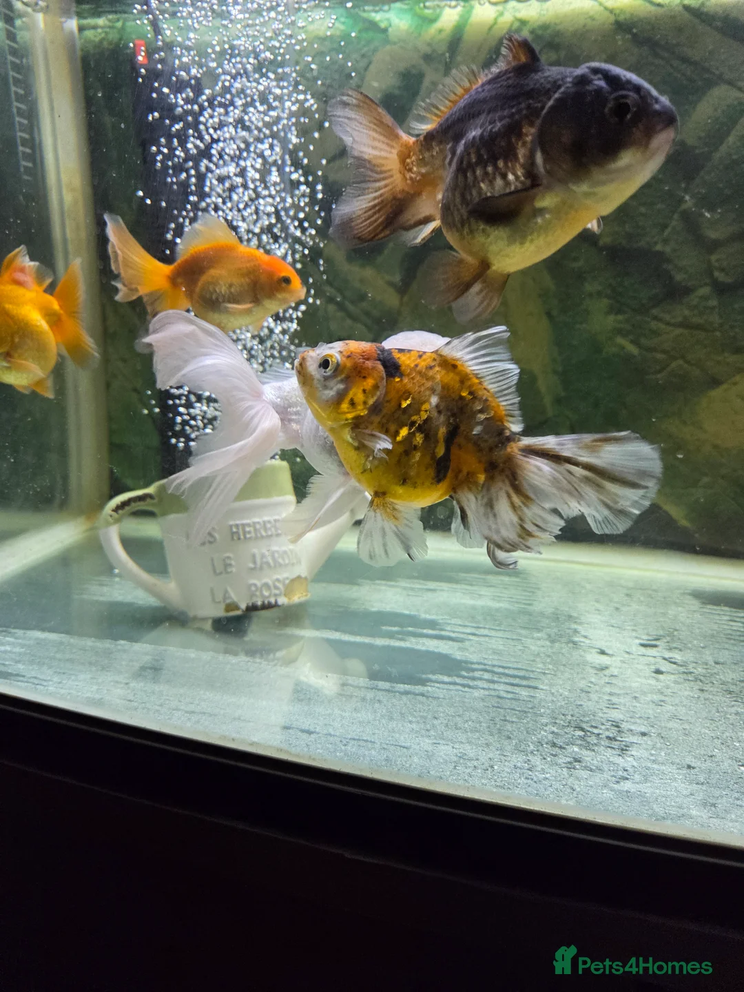 Fancy Goldfish fish for sale: 15 fancy goldfish  in Selkirk - Advert 4