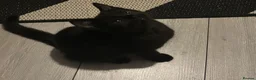 Domestic Shorthair cats for sale: Cat for sale in St Albans - Advert 2