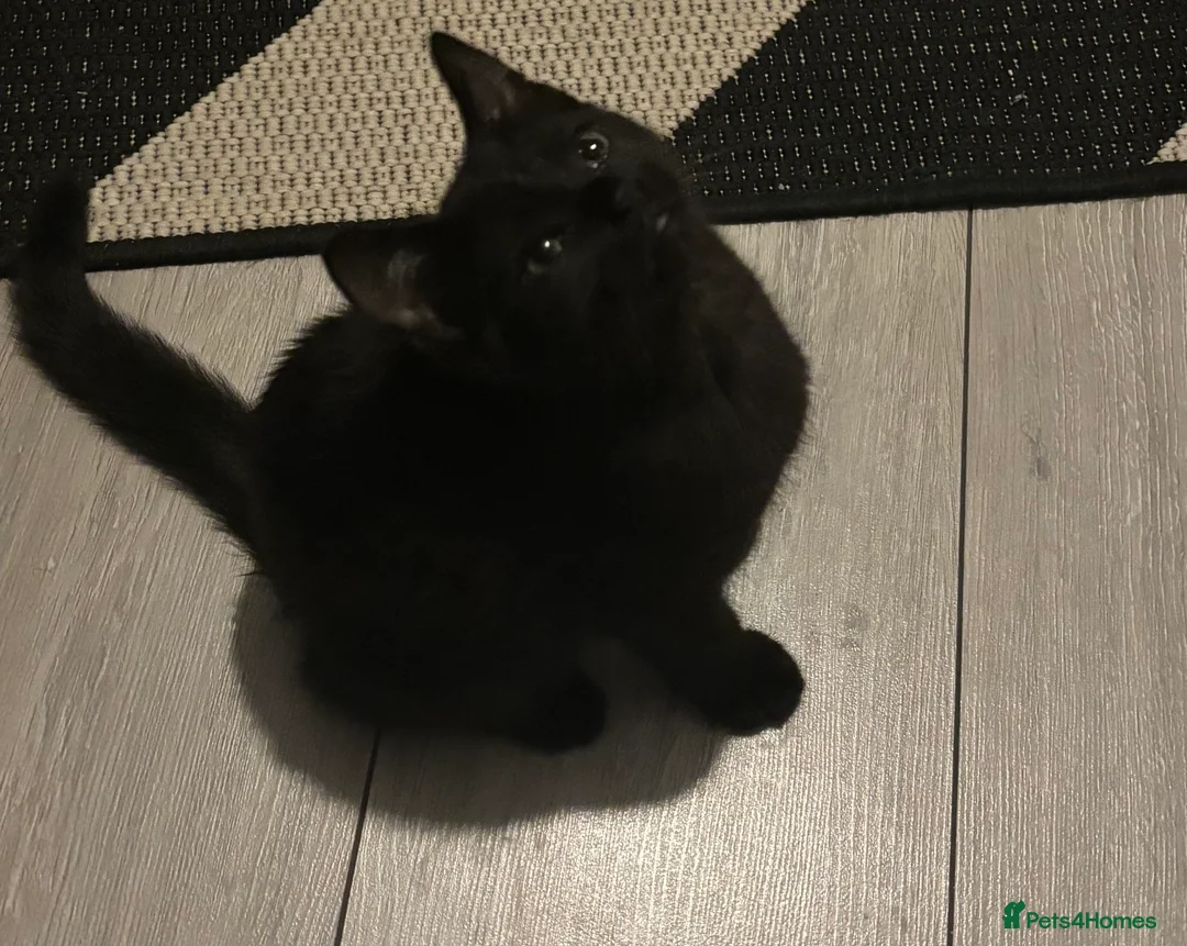 Domestic Shorthair cats for sale: Cat for sale in St Albans - Advert 2