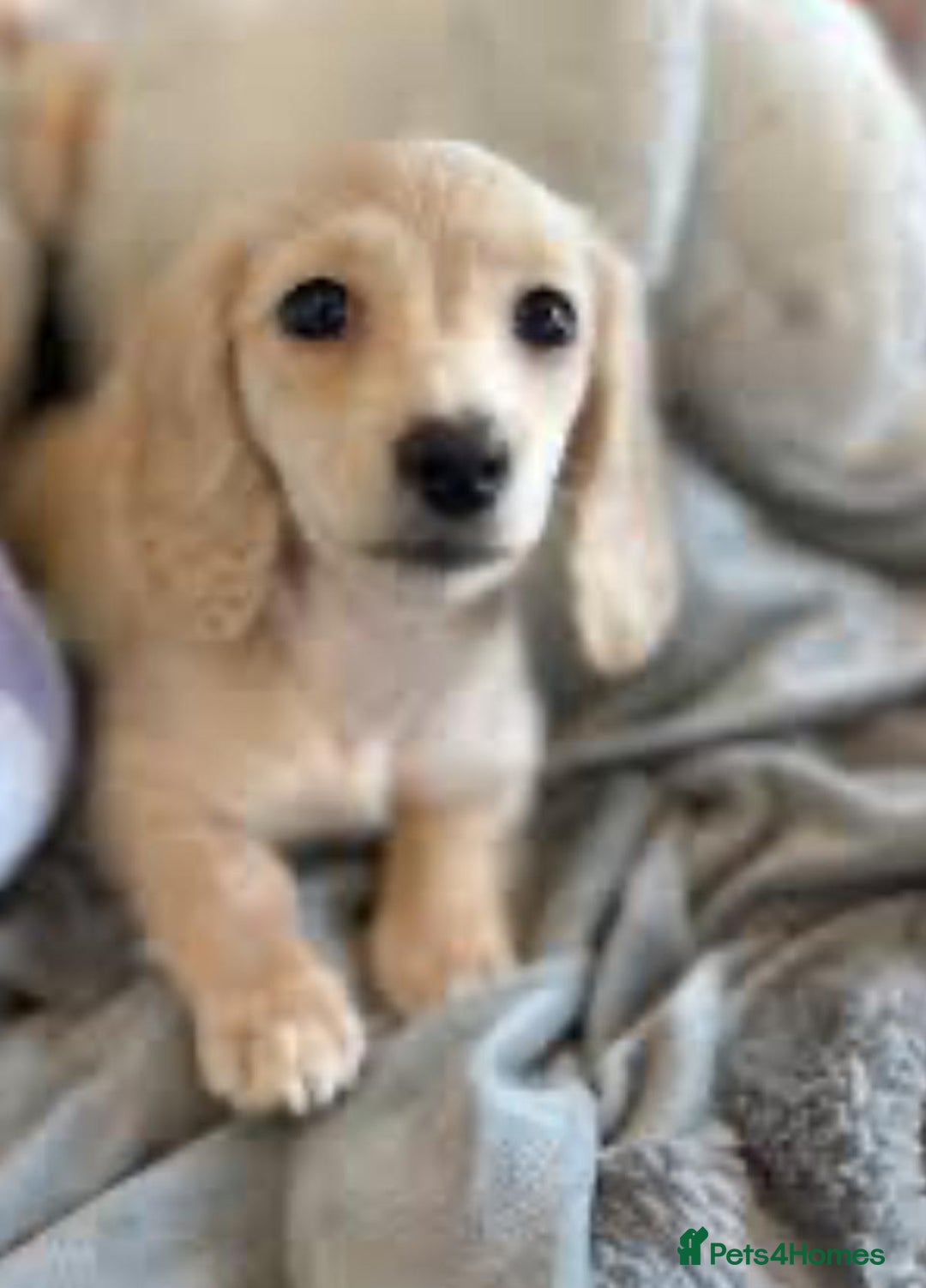 Miniature Dachshund dogs for sale: KC Cream long haired miniature dachshund puppies - Image 11