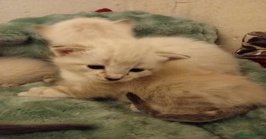 Bengal cats - Advert 13