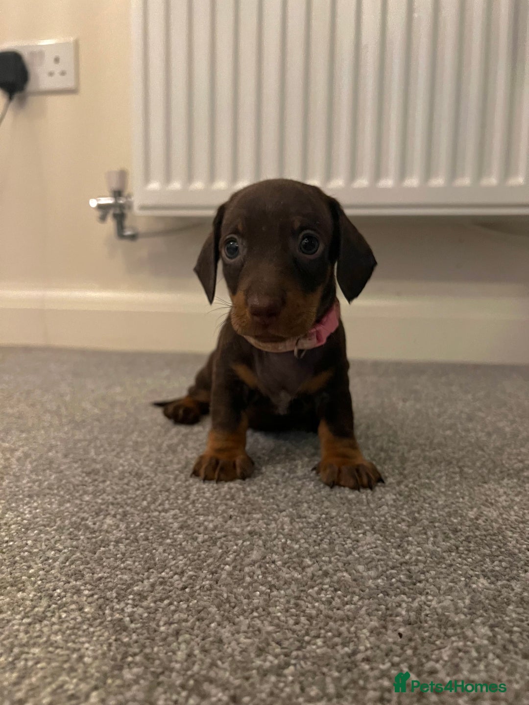 Dachshund dogs for sale: Miniature Dashunds  - Image 3