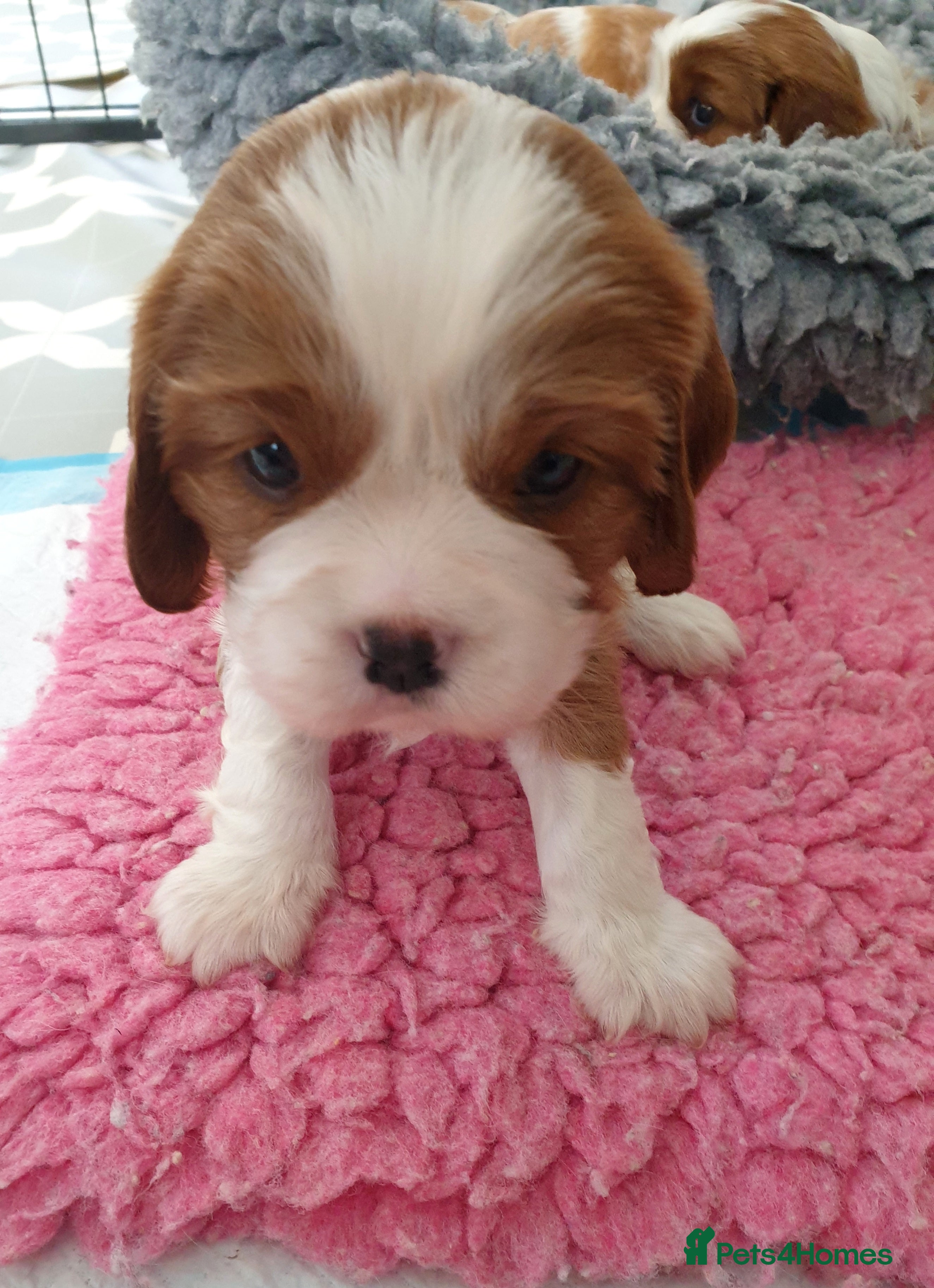 Cavalier King Charles Spaniel dogs K.C. reg. Cavalier King Charles Spanel - Advert 2