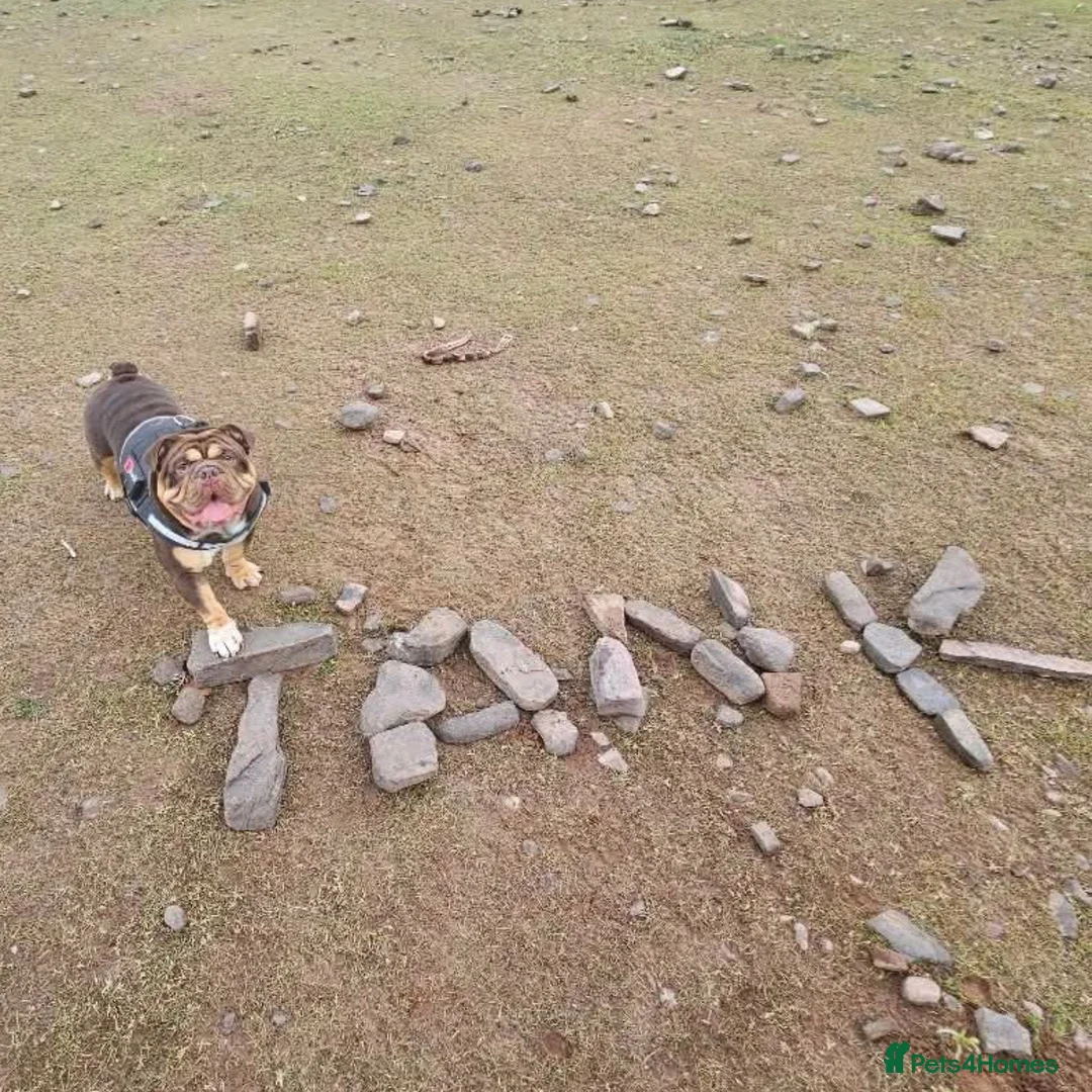 English Bulldog dogs for stud: Bulldog Stud - Advert 3