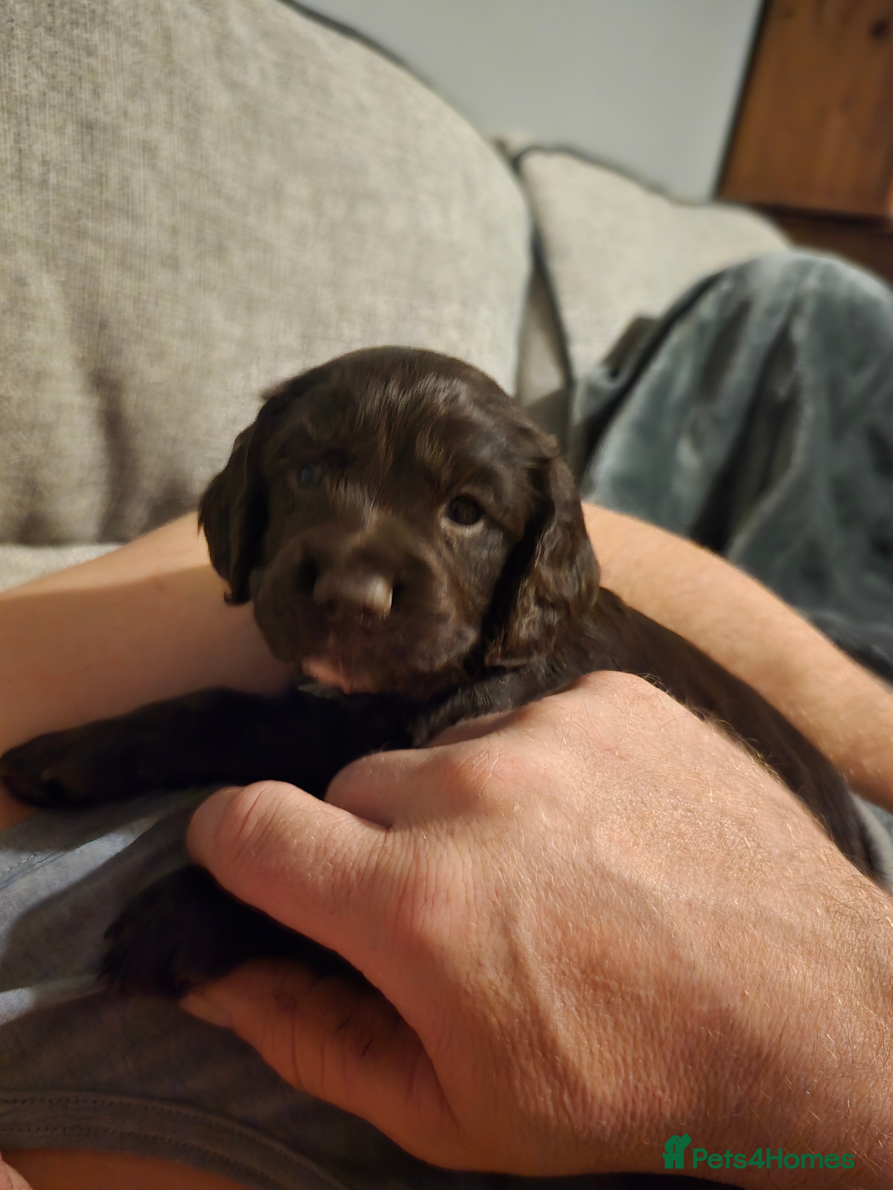 Cocker Spaniel dogs 1 beautiful cocker boy spaniel puppy left - Advert 8