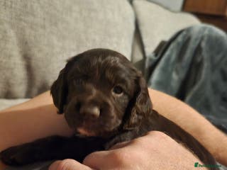 Cocker Spaniel dogs 1 beautiful cocker boy spaniel puppy left - Advert 8