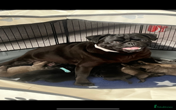 Pug dogs for sale: Puppies - Image 18