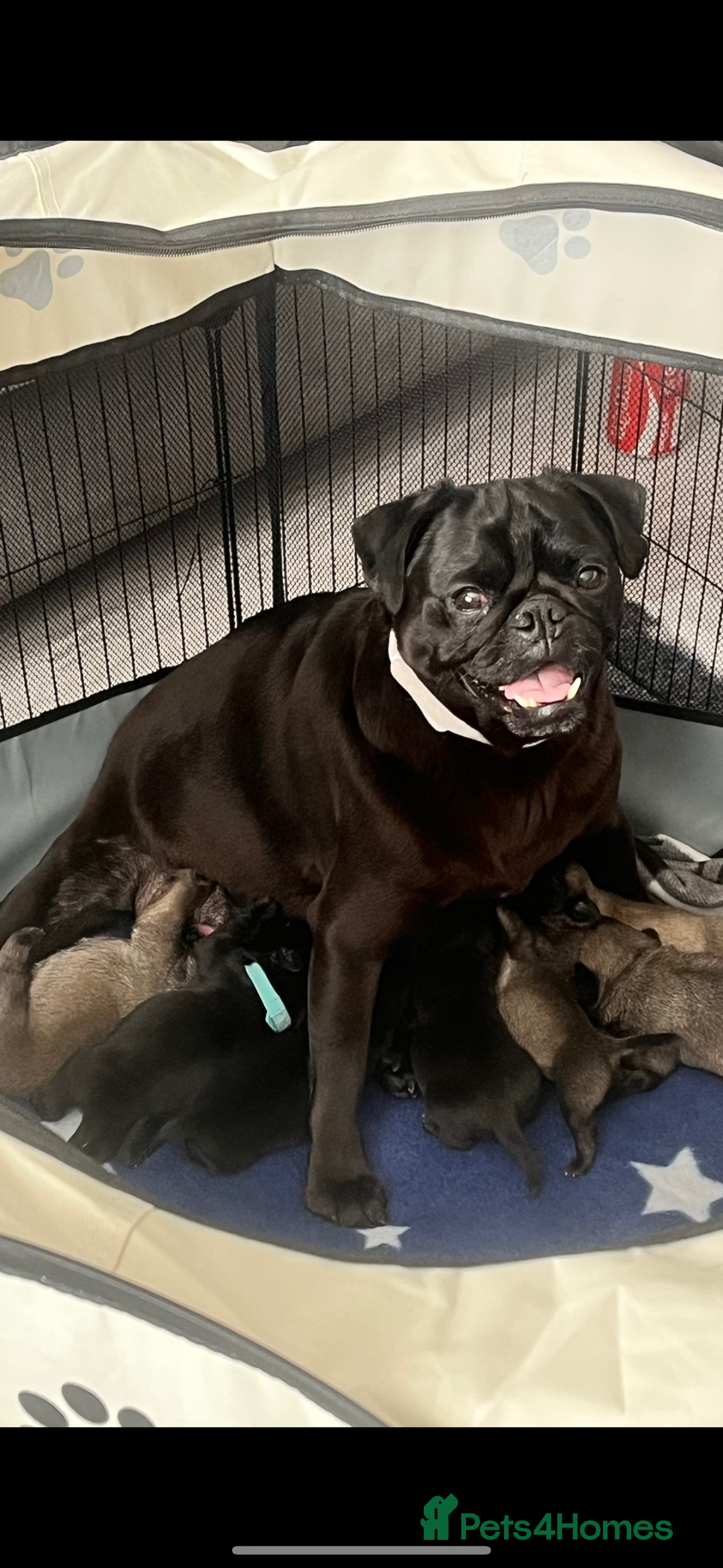 Pug dogs for sale: Puppies - Image 18