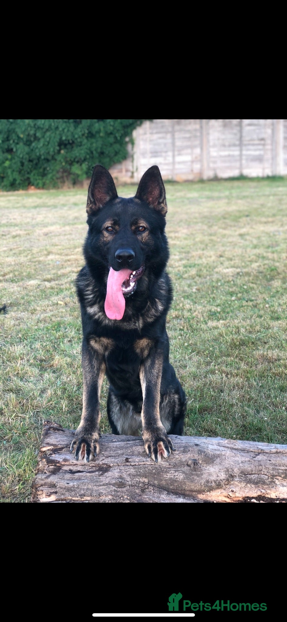 German Shepherd dogs Elite Czech German Shepherd Puppies Available!! - Advert 16