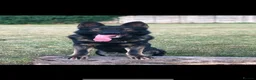 German Shepherd dogs for sale: Elite Czech German Shepherd Puppies Available!! - Advert 1