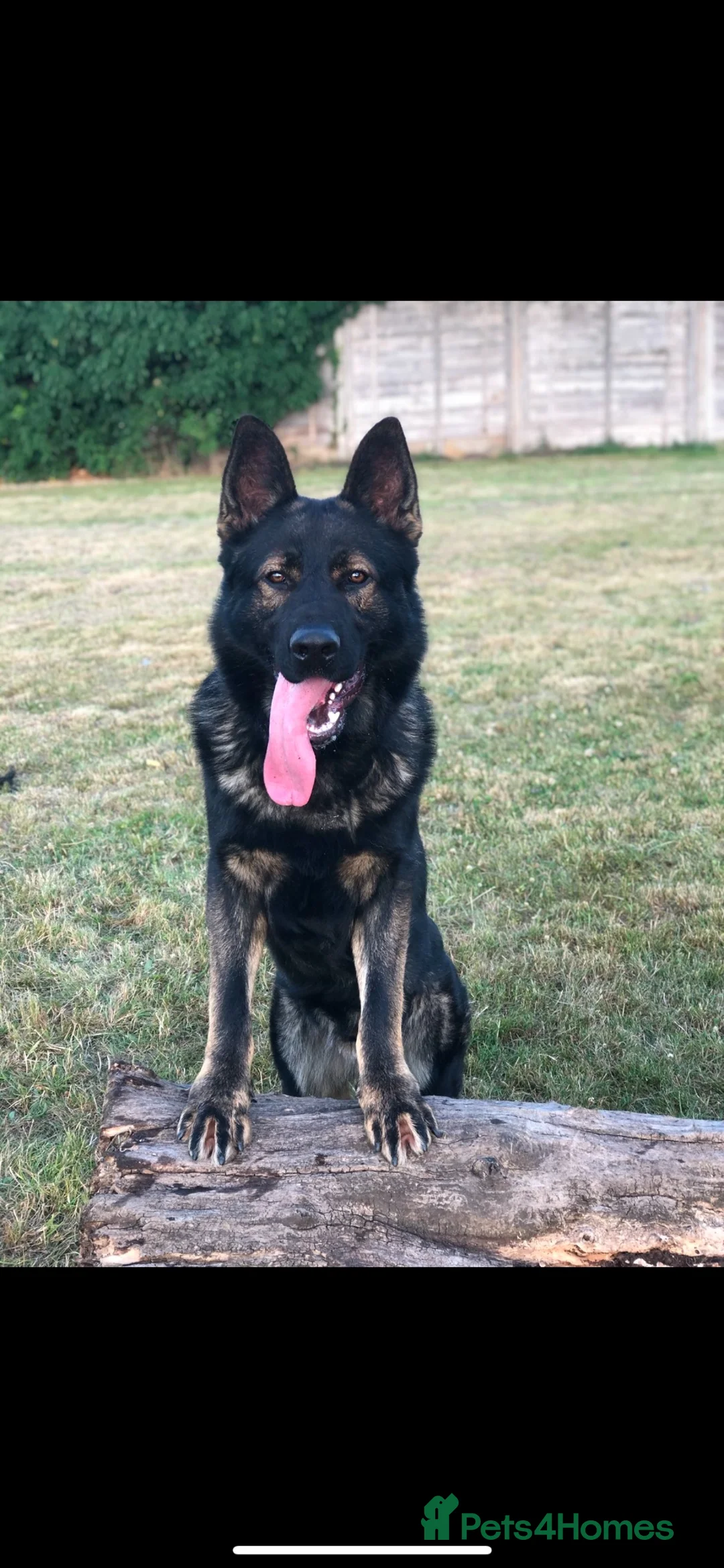 German Shepherd dogs for sale: Elite Czech German Shepherd Puppies Available!! - Advert 1