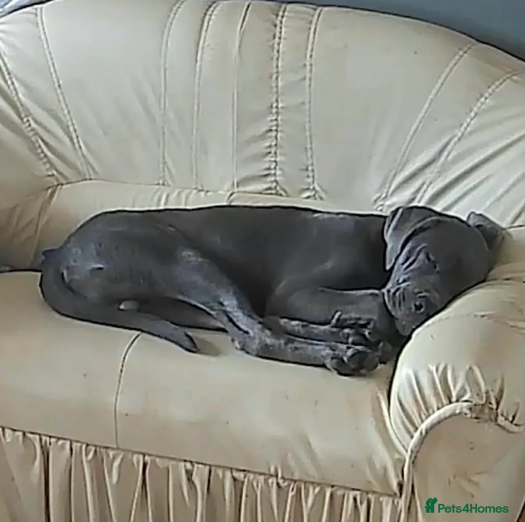 Cane Corso dogs for sale: Full breed Cane Corso in Pulborough - Advert 8