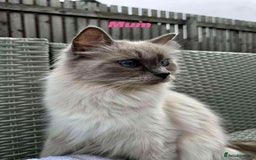 Ragdoll cats for sale: 4 ragdoll Kittens – Ready for Their New Homes - Image 2