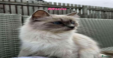 Ragdoll cats - Advert 8
