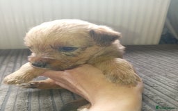 Mixed Breed dogs for sale: Patterdale mix - Image 11