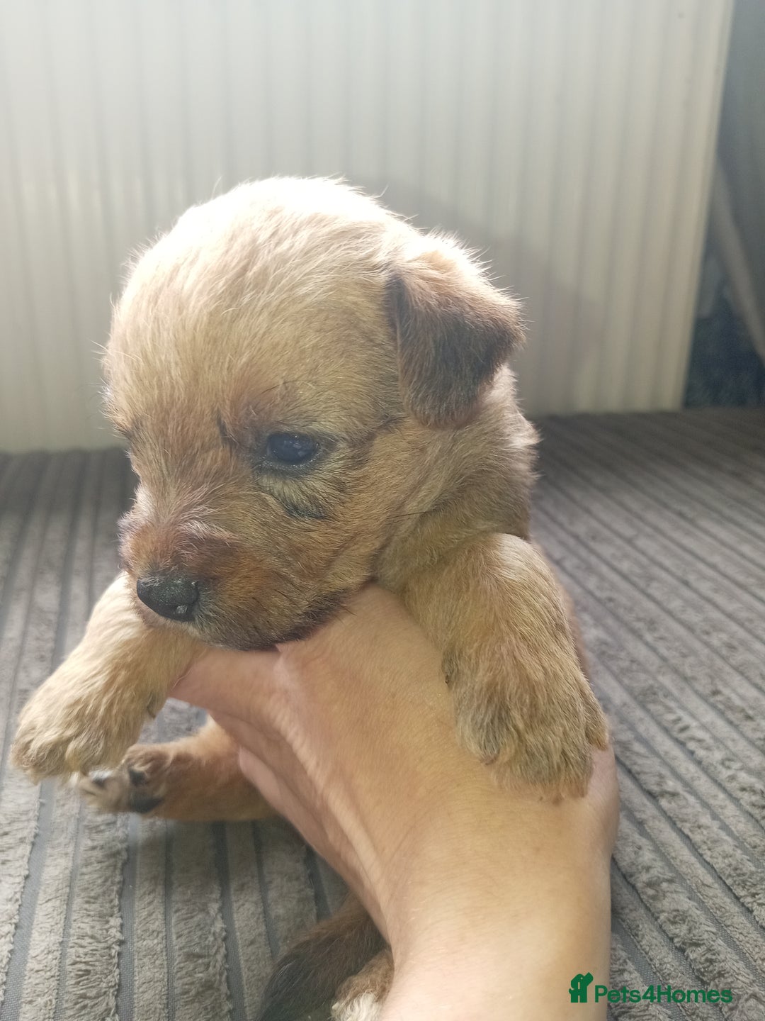 Mixed Breed dogs for sale: Patterdale mix - Image 11