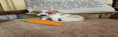 RED COLLAR CARAMEL GIRL