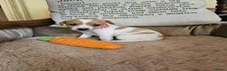 Jack Russell dogs for sale: TRADITIONAL JACK RUSSELL FROM WORKING ORGANIC FARM - Advert 15