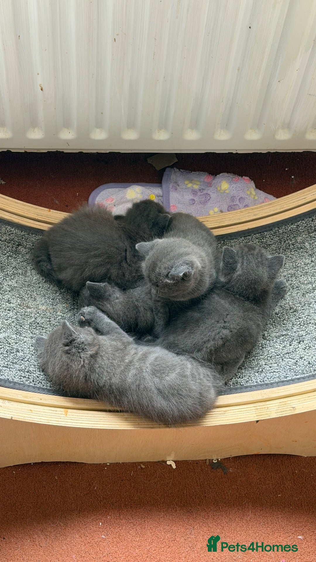 Ragdoll cats Ragdoll X kittens for sale - Advert 2