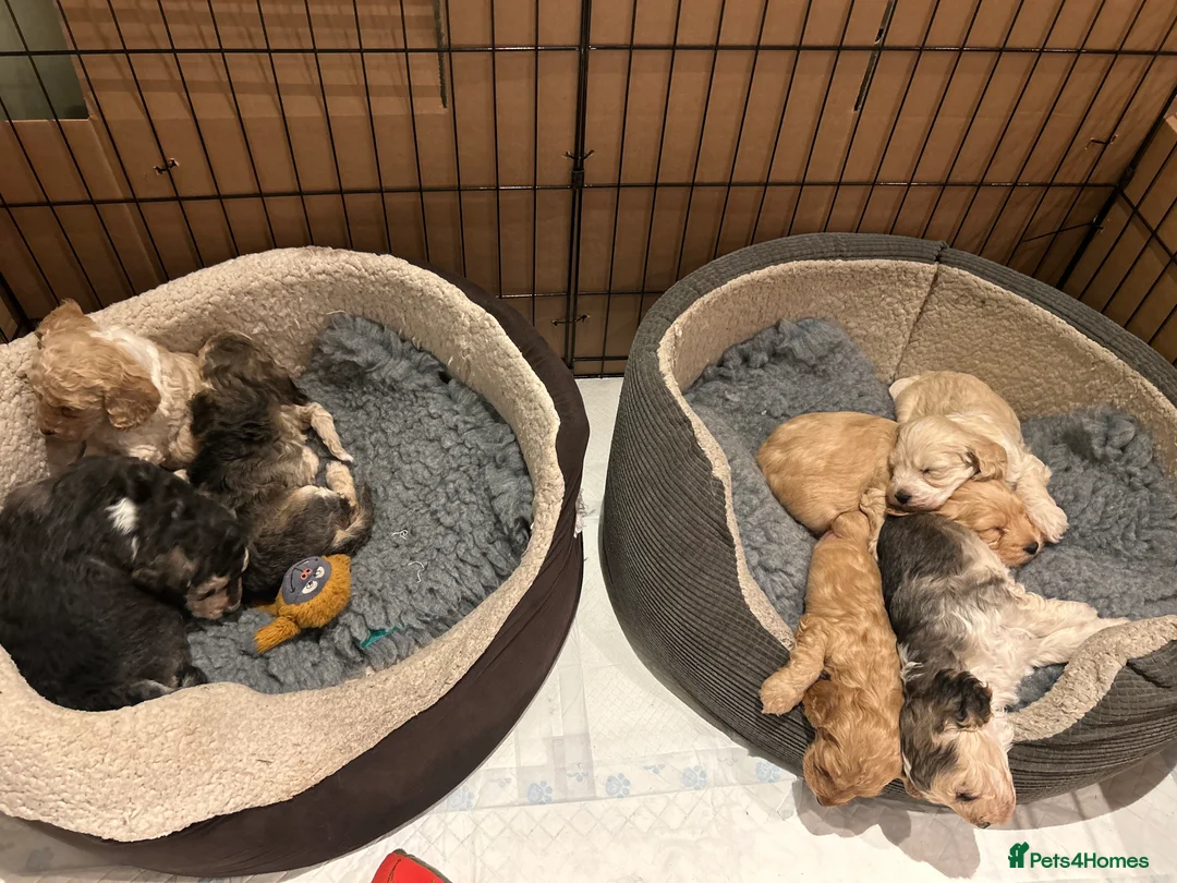 Cockapoo dogs for sale: F2 Cockapoos  - Advert 1