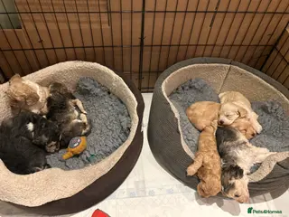 Cockapoo dogs F2 Cockapoos - Advert 13