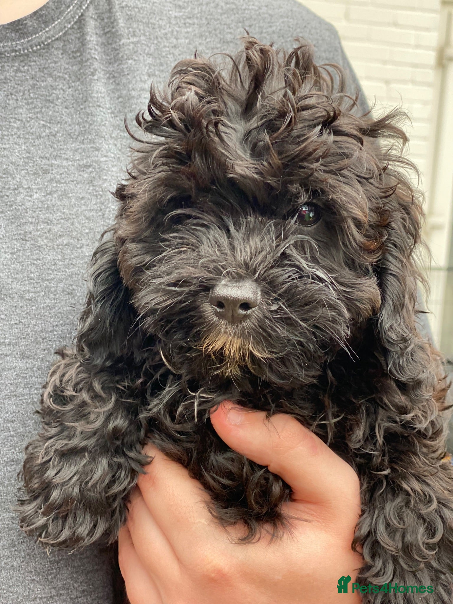 Shihpoo dogs Health Tested,READY TO GO - Advert 2
