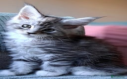 Maine Coon cats for sale: Xl Stunning Maine coon kittens  - Image 24