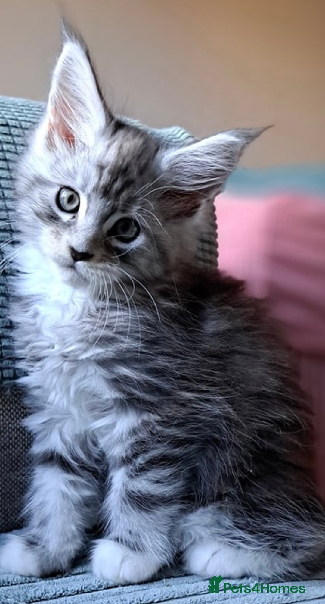 Maine Coon cats for sale: Xl Stunning Maine coon kittens  - Image 24