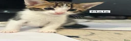 Bengal cats for sale: Bengal mixed kittens  in Harlow - Advert 7