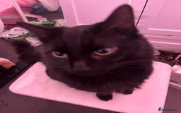 Maine Coon cats for sale: Flour - £50 - Advert 2